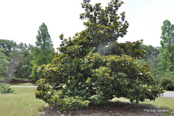 Magnolia grandiflora 'Victoria' — photo 3